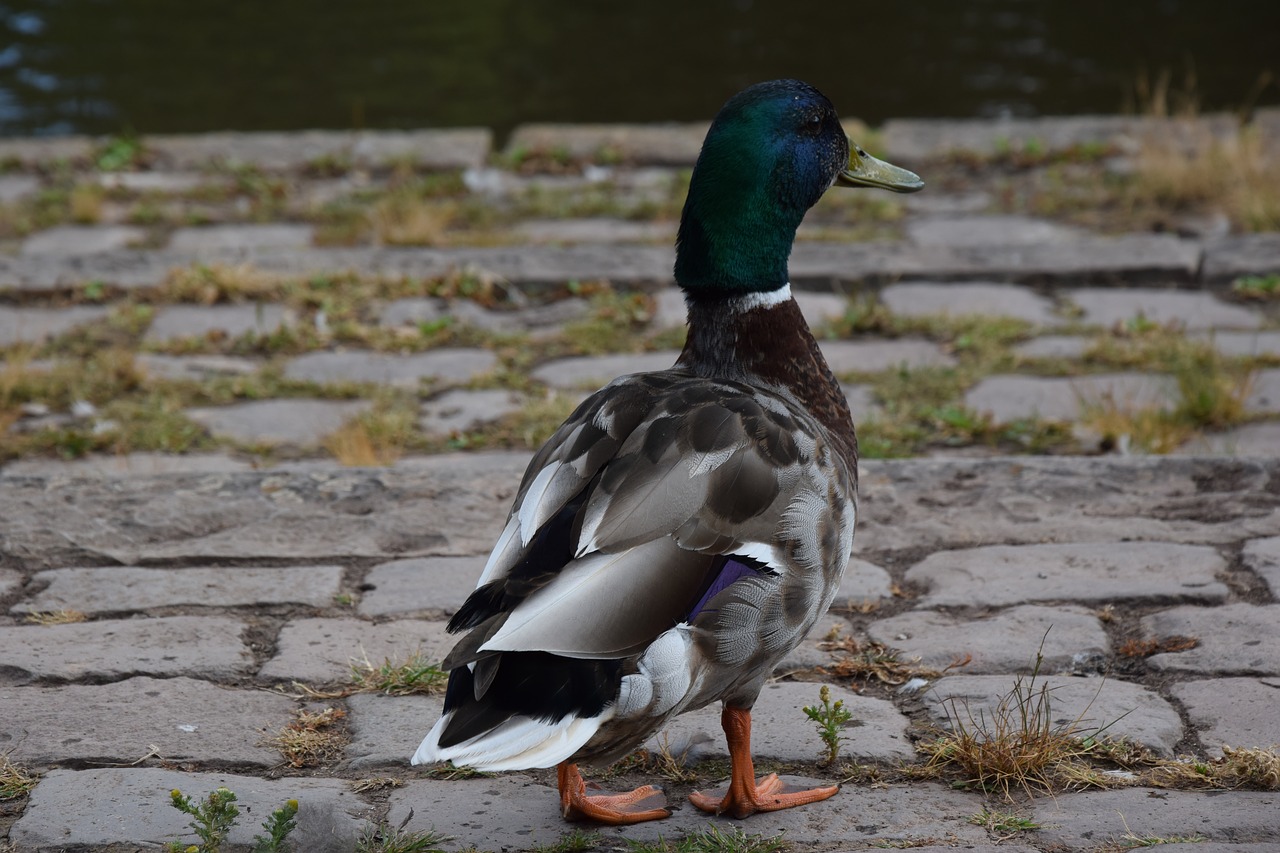 view  birds  portrait free photo