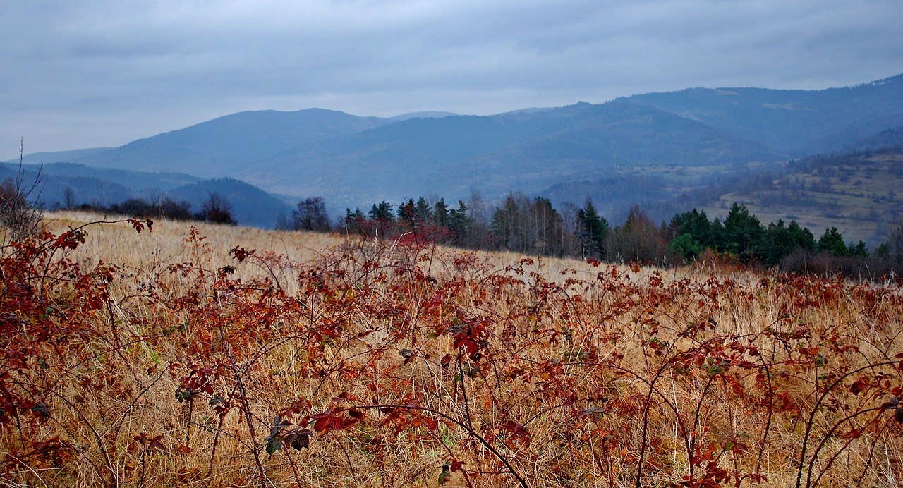 view  landscape  blackberries free photo