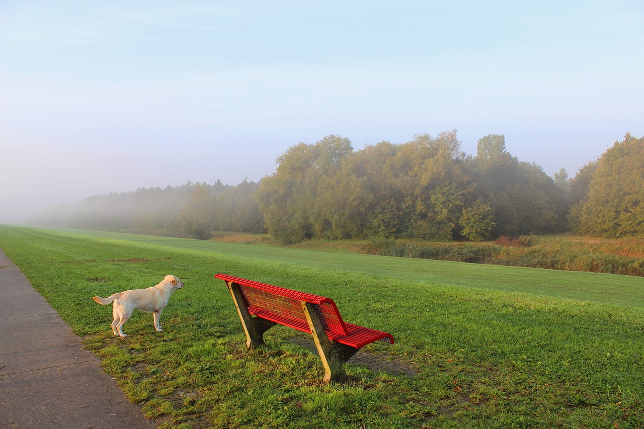 view  foggy  dyke free photo