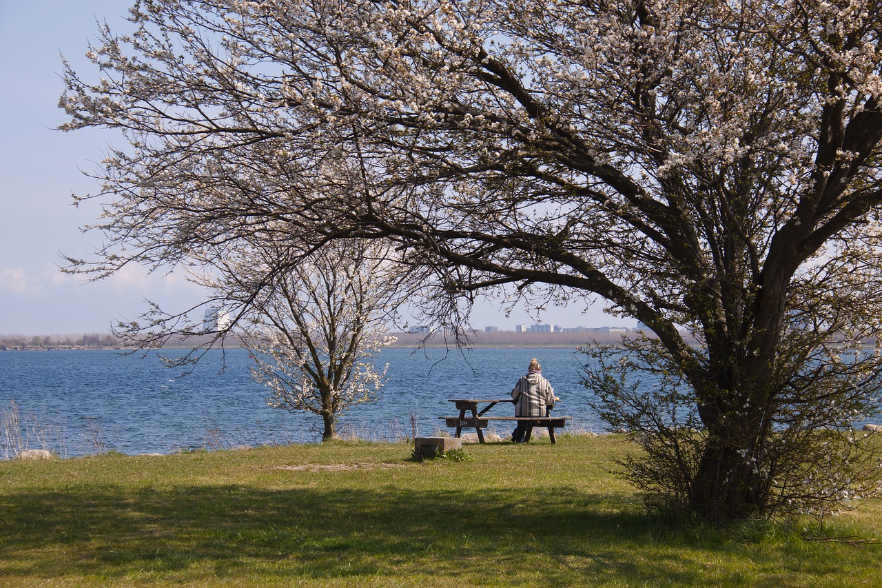 view  rest  bench free photo