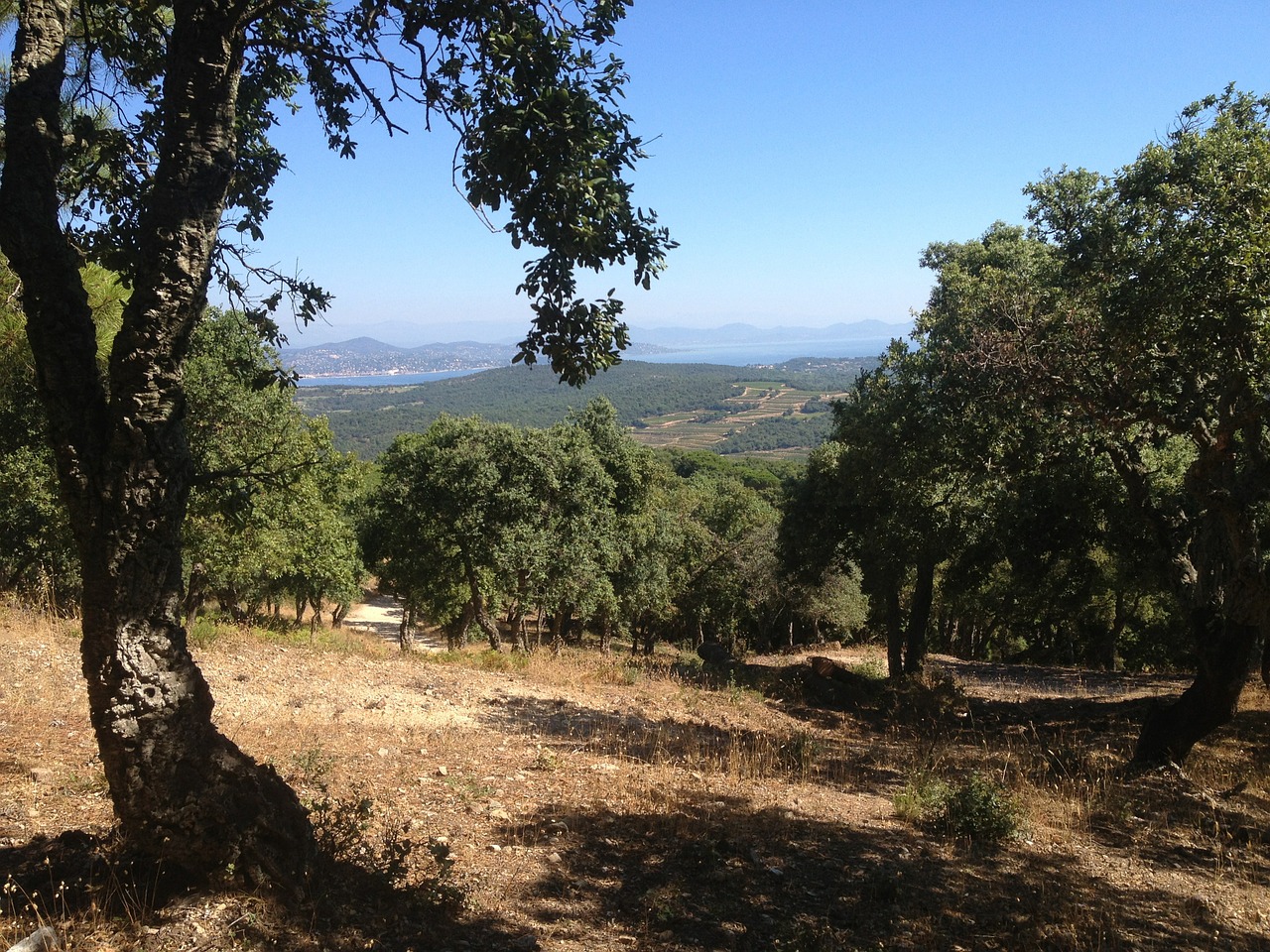 view mountain cork oak free photo