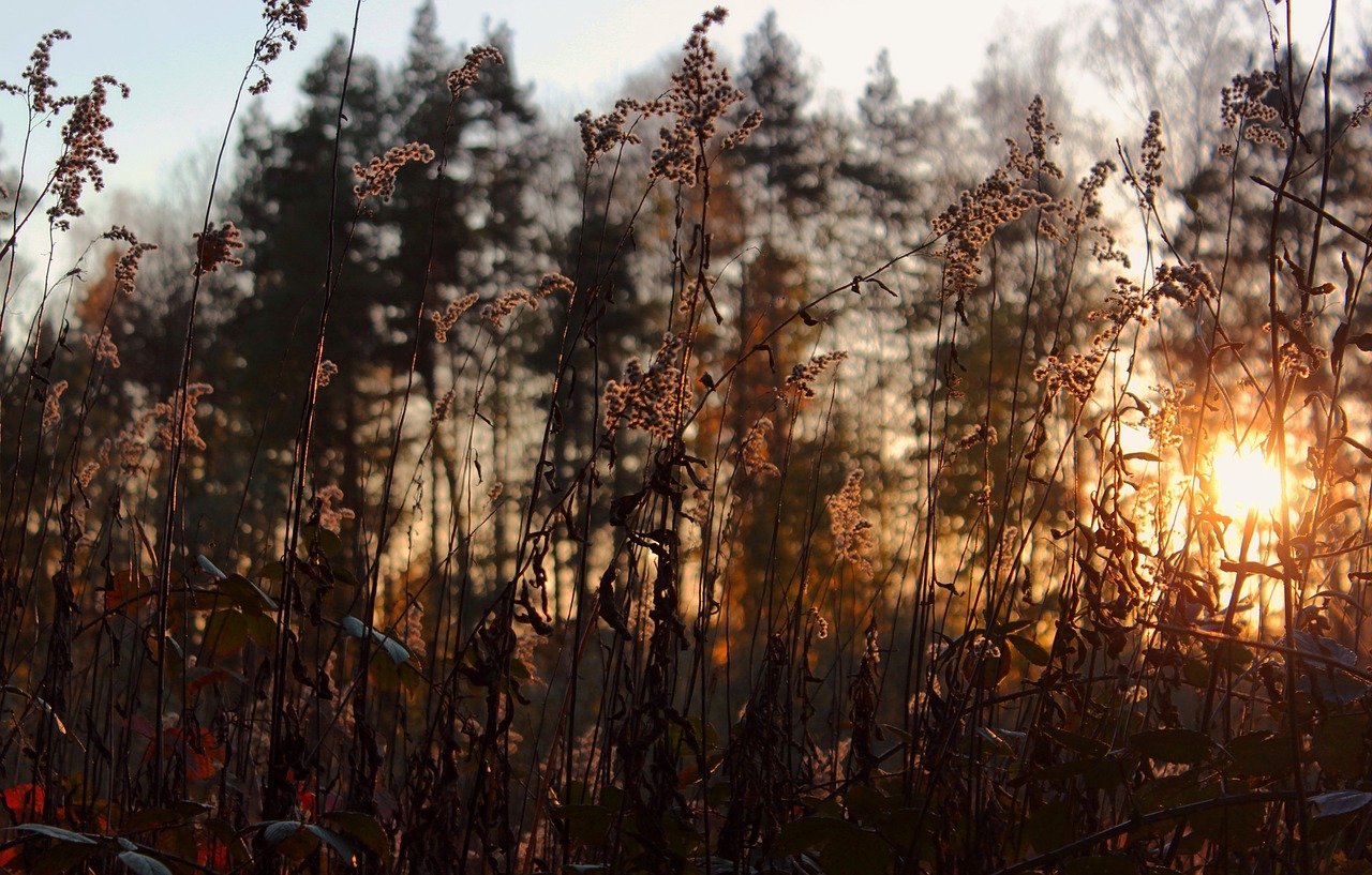 view west rays of the sun free photo