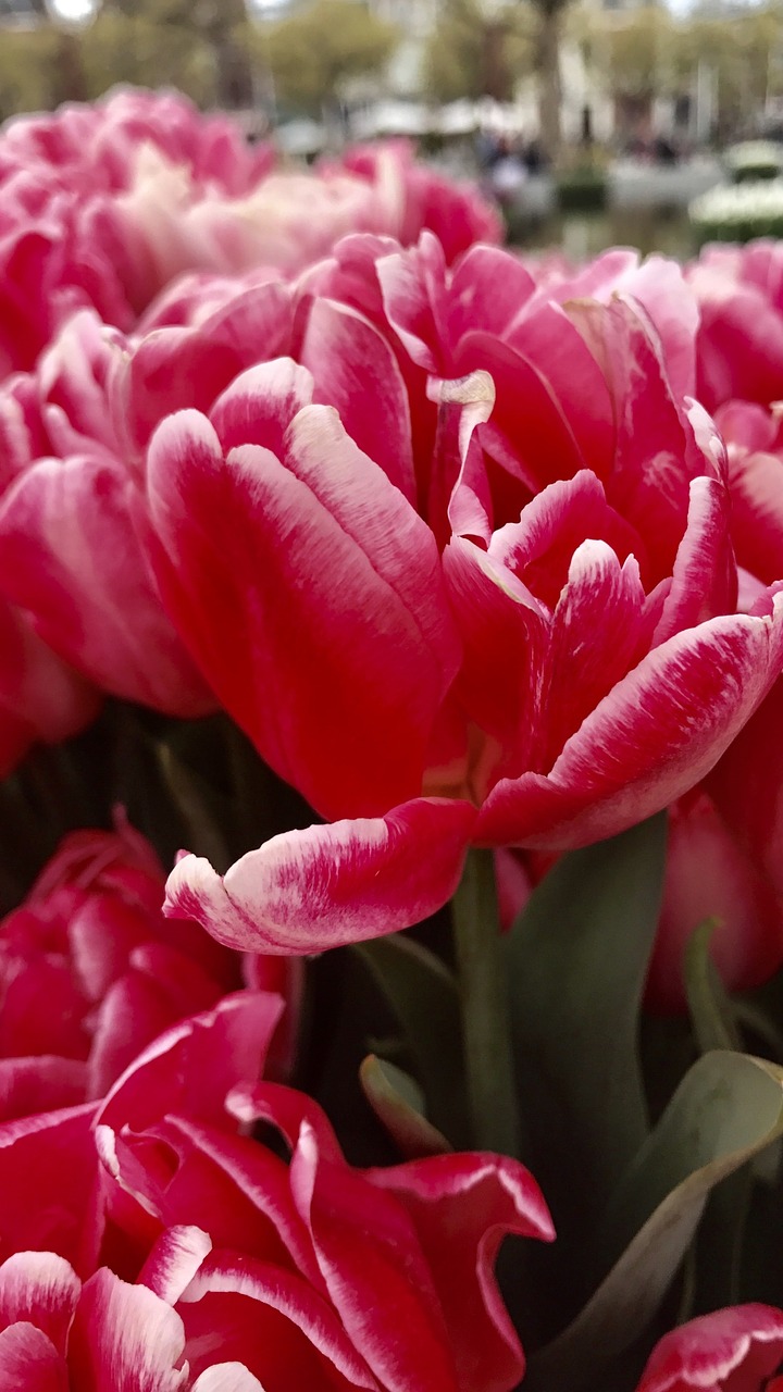 view flowers plant tulip free photo