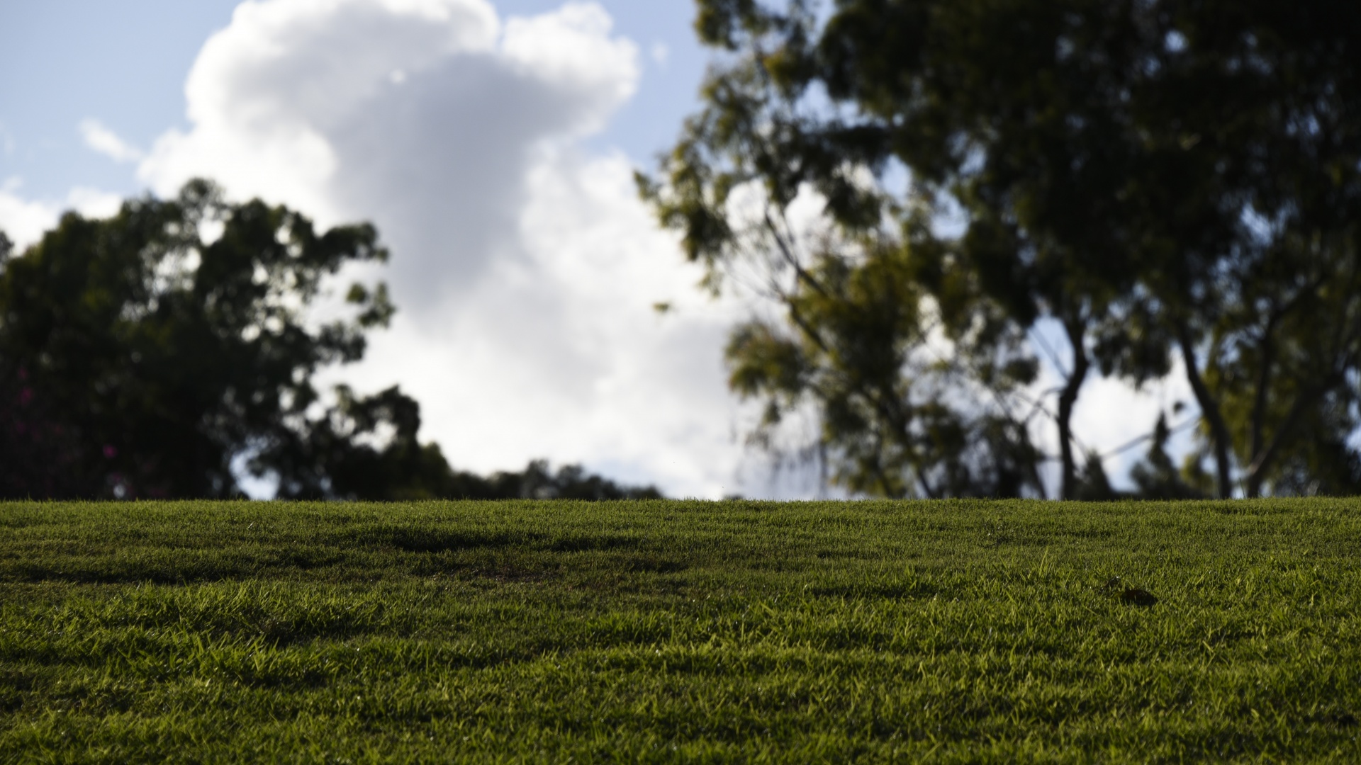 grass hillside view free photo