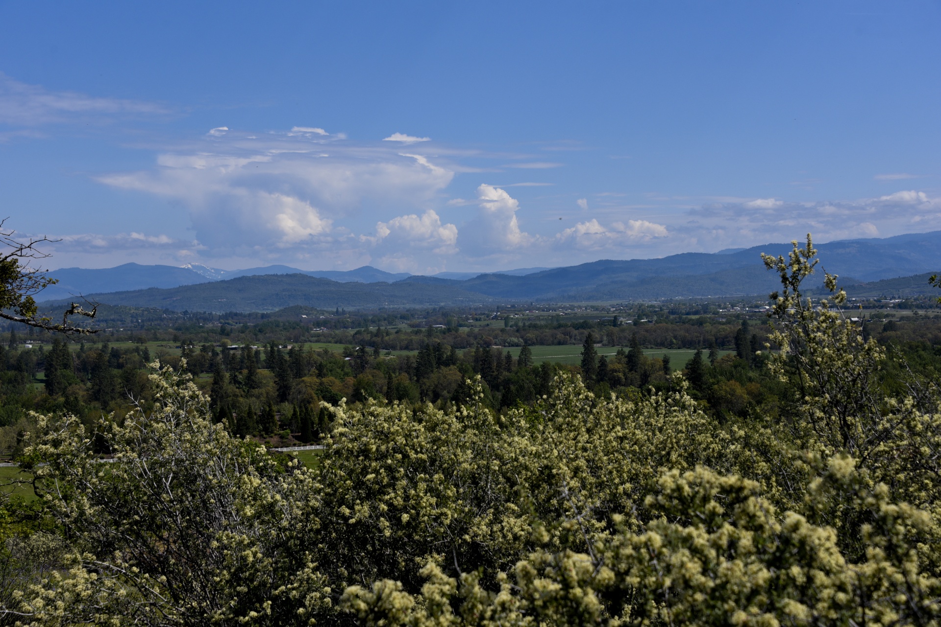 oregon mountain view trees free photo