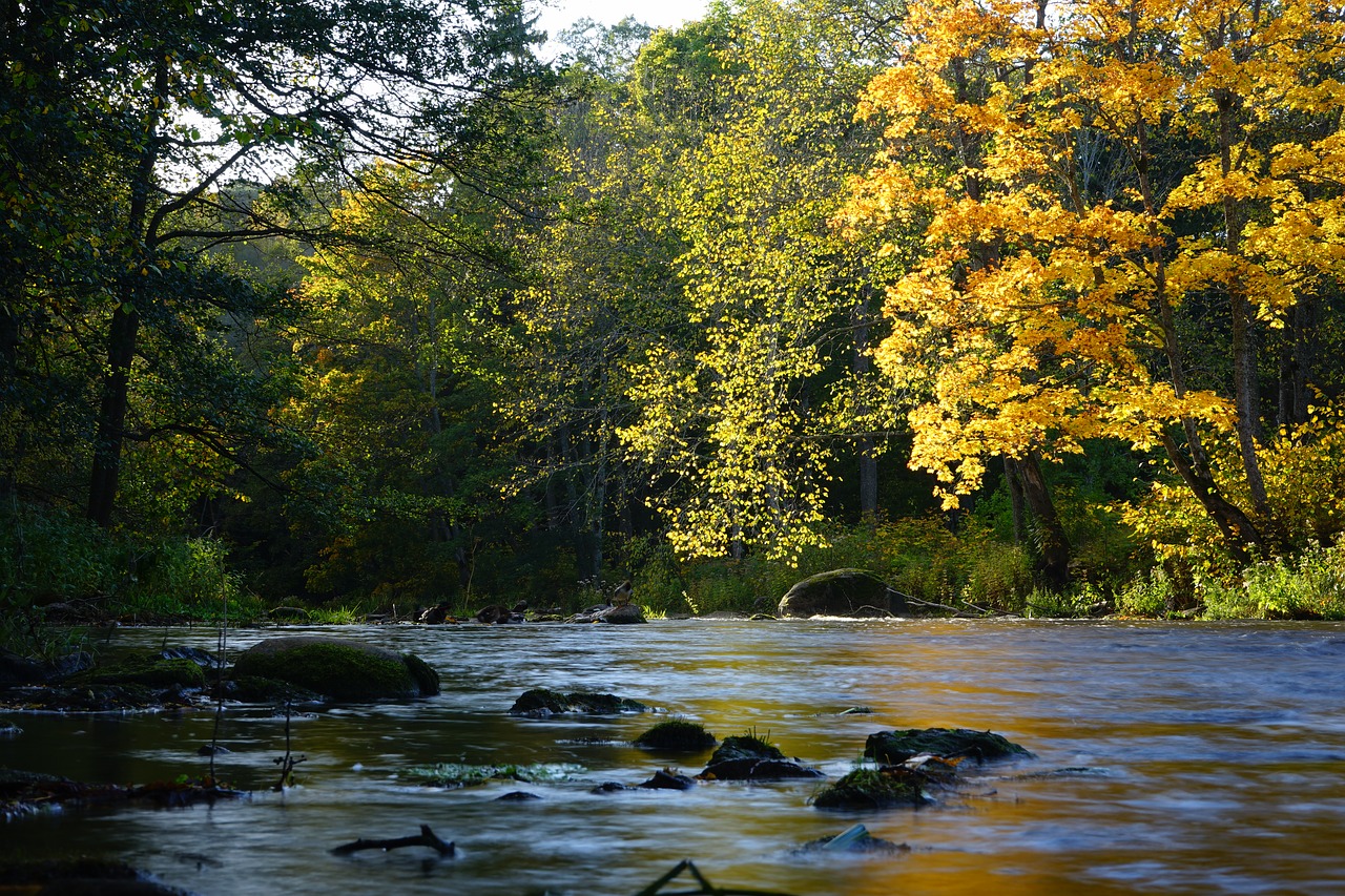 forest autumn river free photo