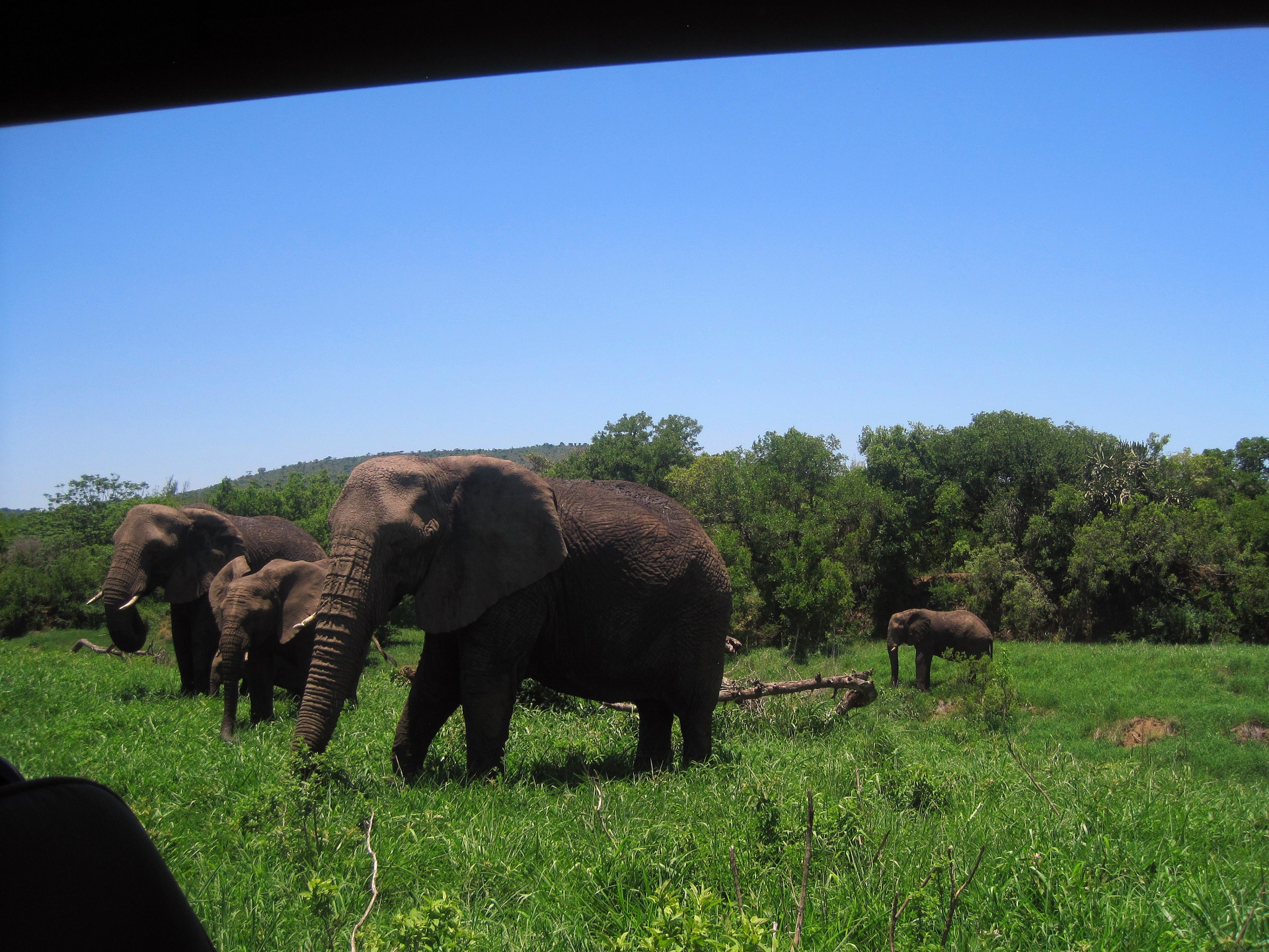 elephant african nature free photo