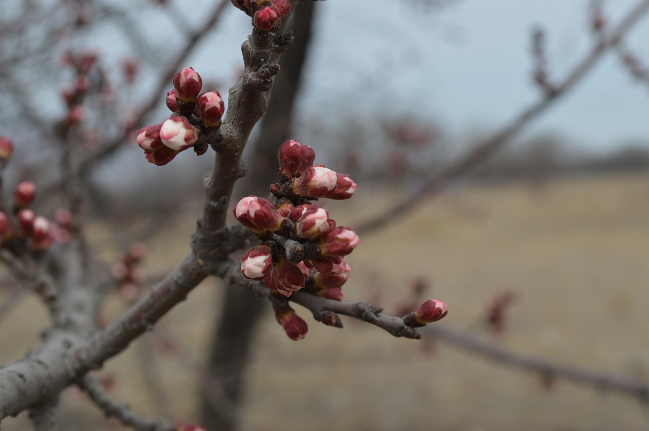 views landscape spring free photo