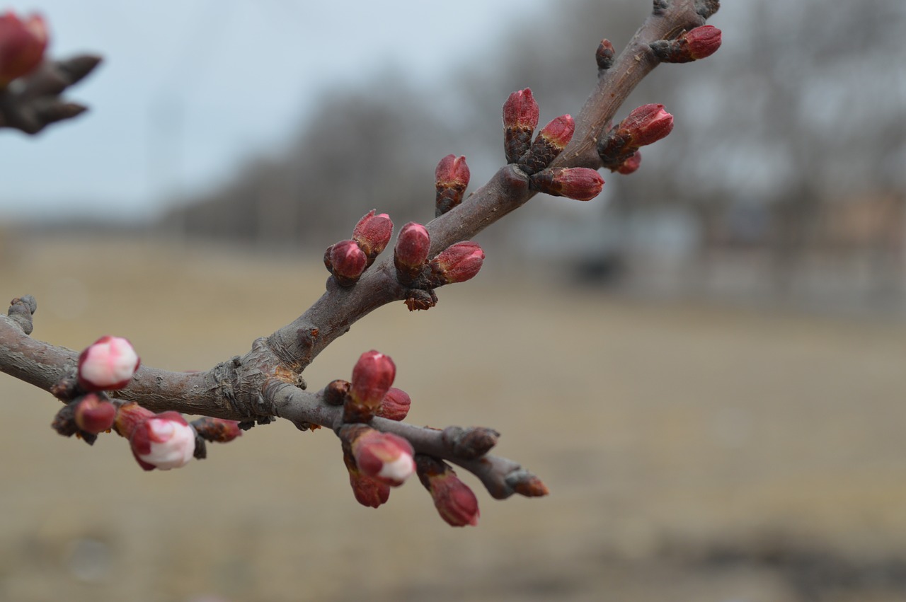 views landscape spring free photo