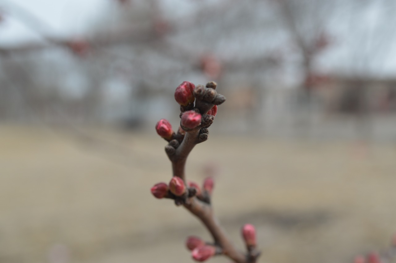 views landscape spring free photo