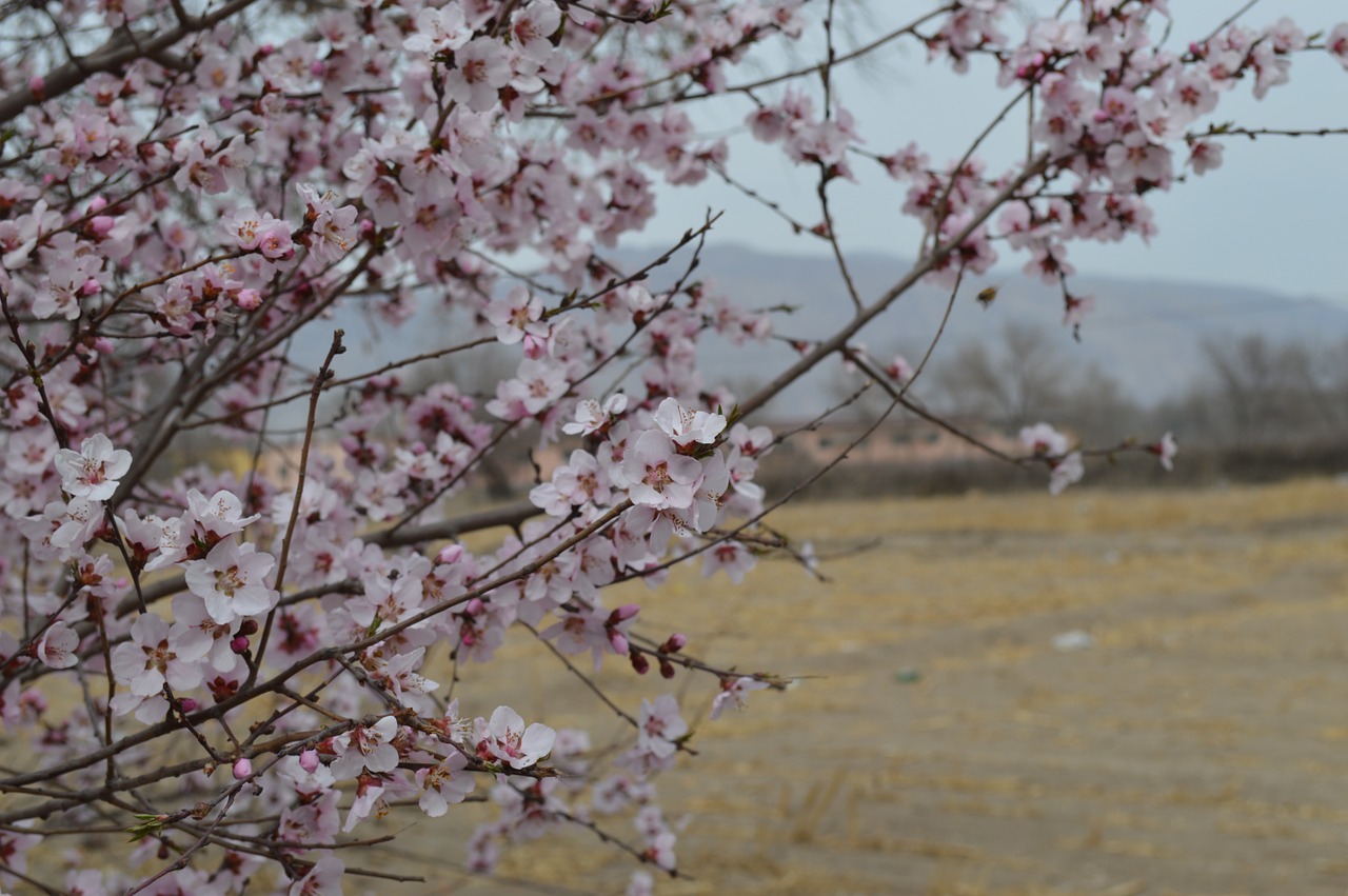 views landscape spring free photo