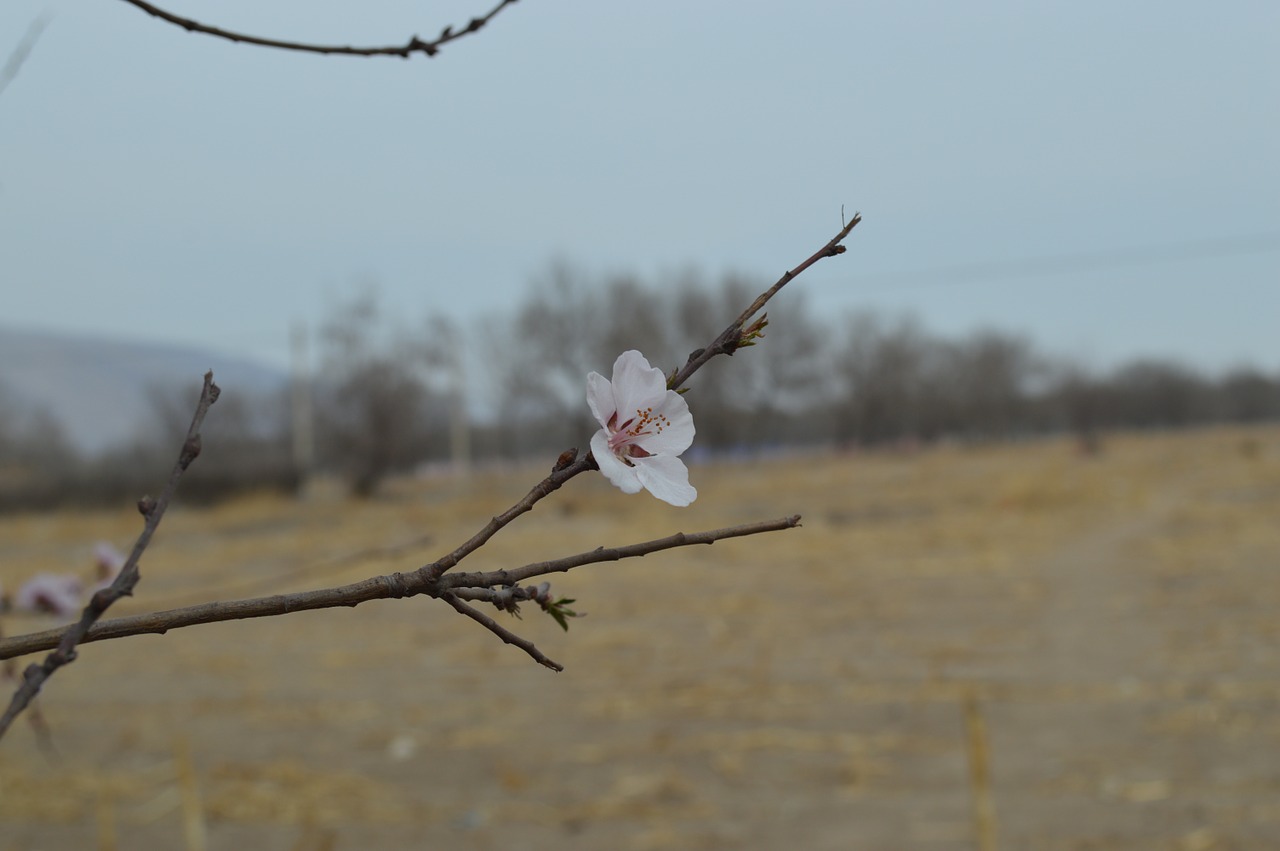 views landscape spring free photo