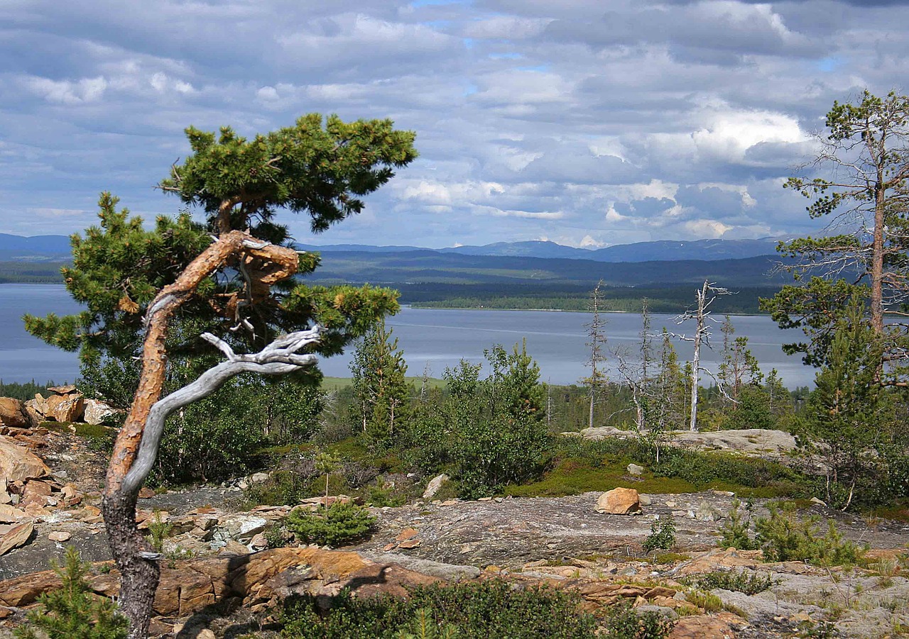 views pine ånnsjön free photo