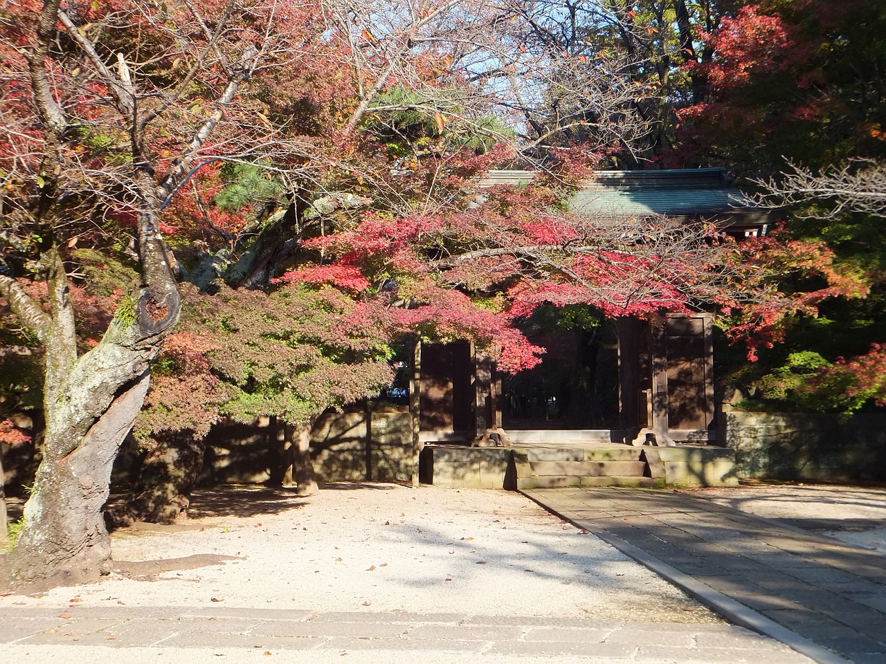 views autumnal leaves garden free photo