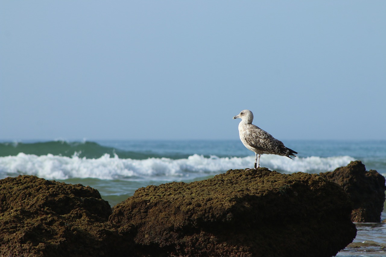 vigilant tranquility mar free photo