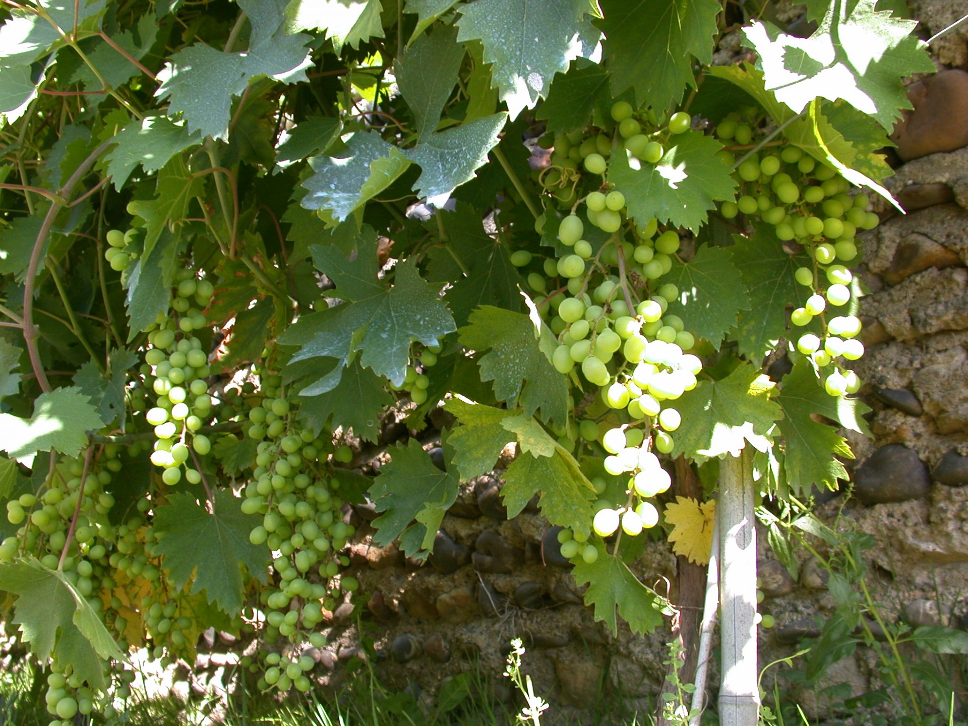 grape vine harvest free photo