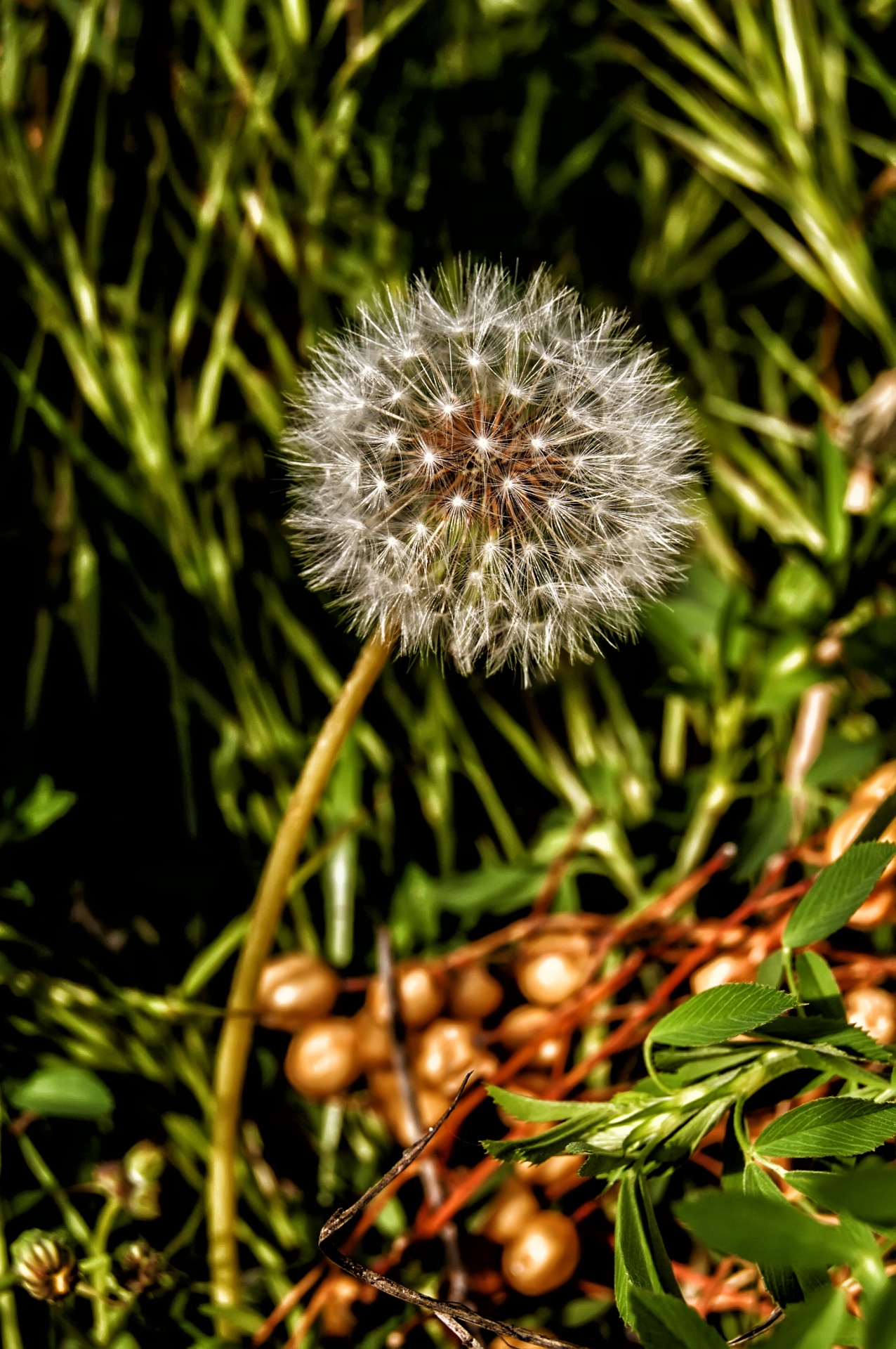 nature wild flower spring free photo