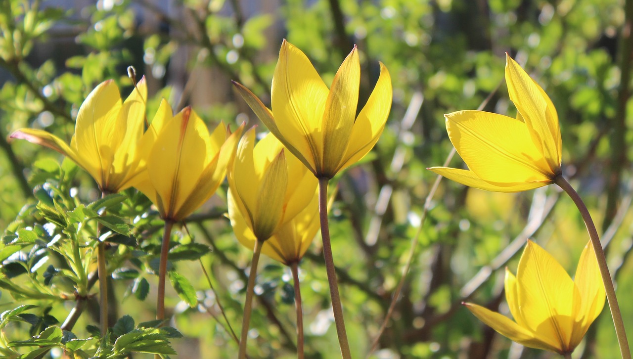 vildtulpaner tulips yellow free photo