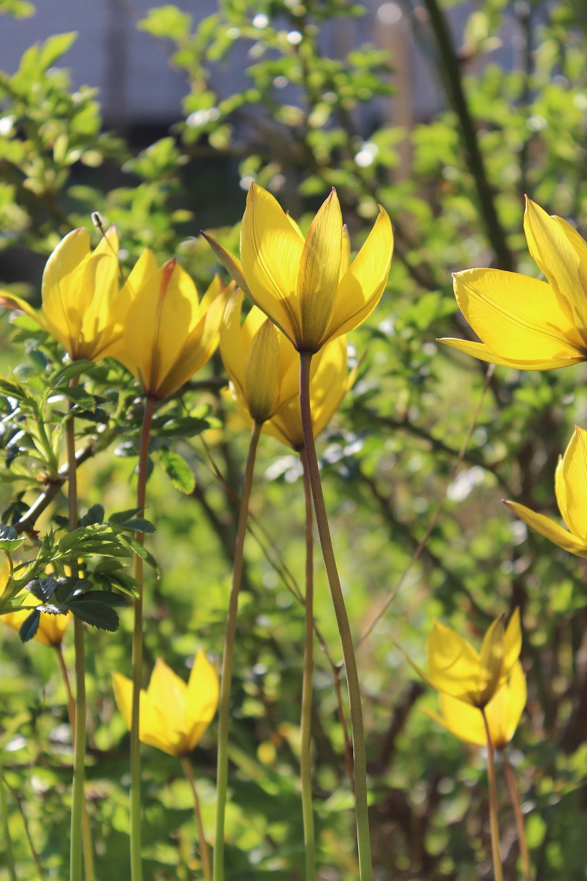 vildtulpaner tulips yellow free photo