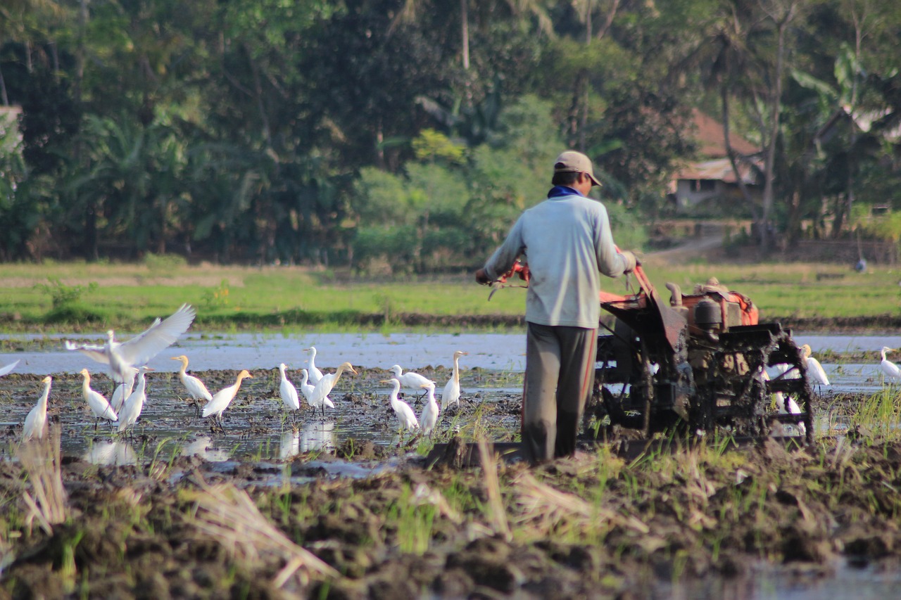 village binangun cilacap free photo