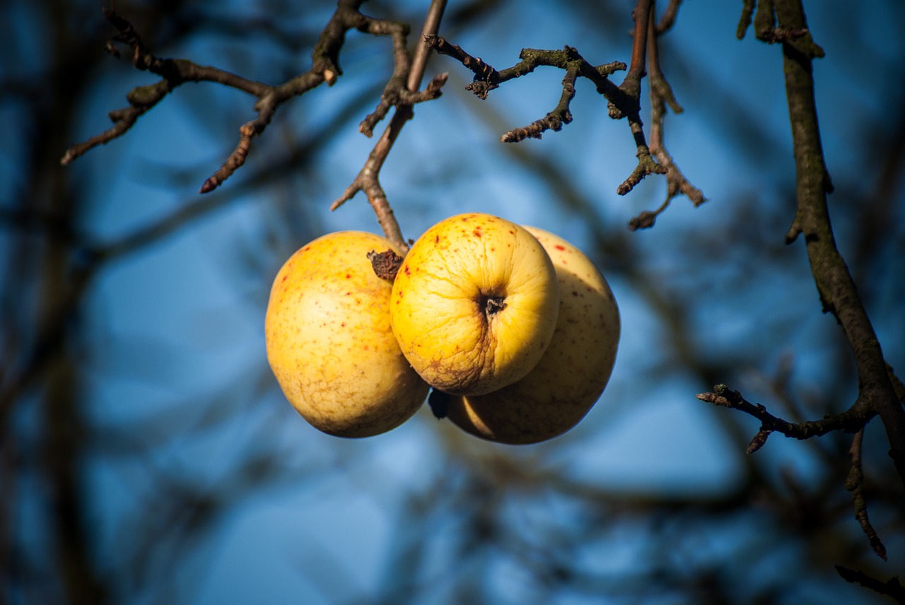 village apple sad free photo