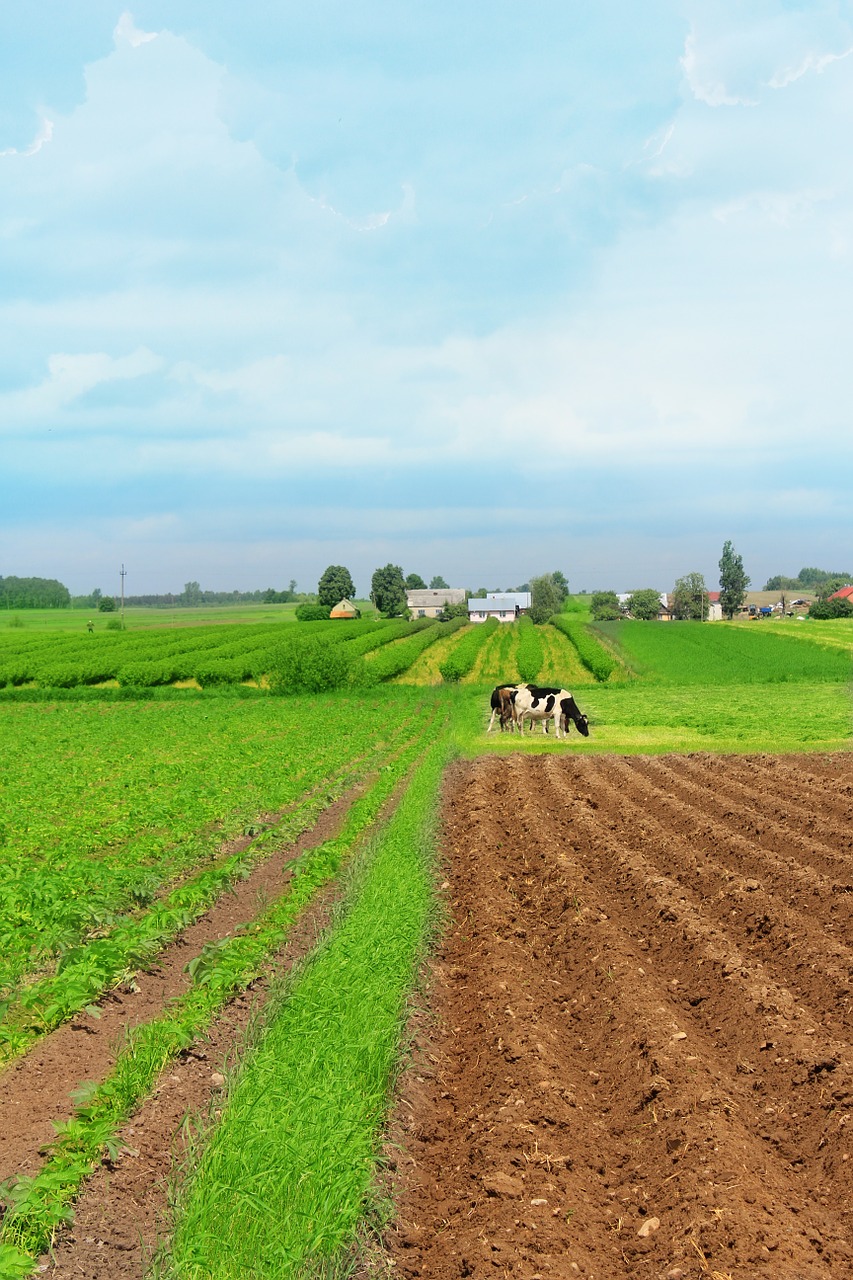 village cows field free photo