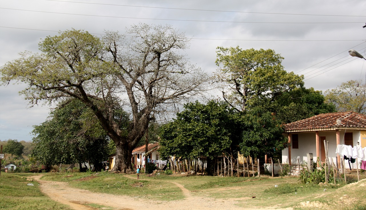 village tree landscape free photo