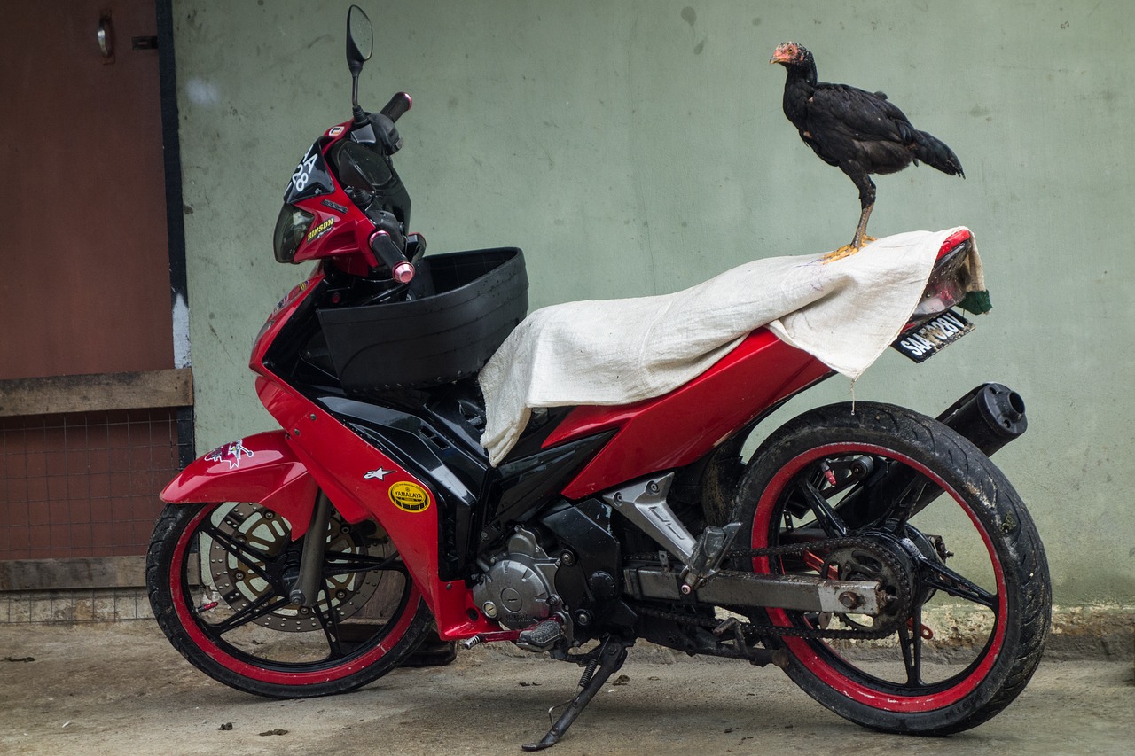 village chicken bike free photo