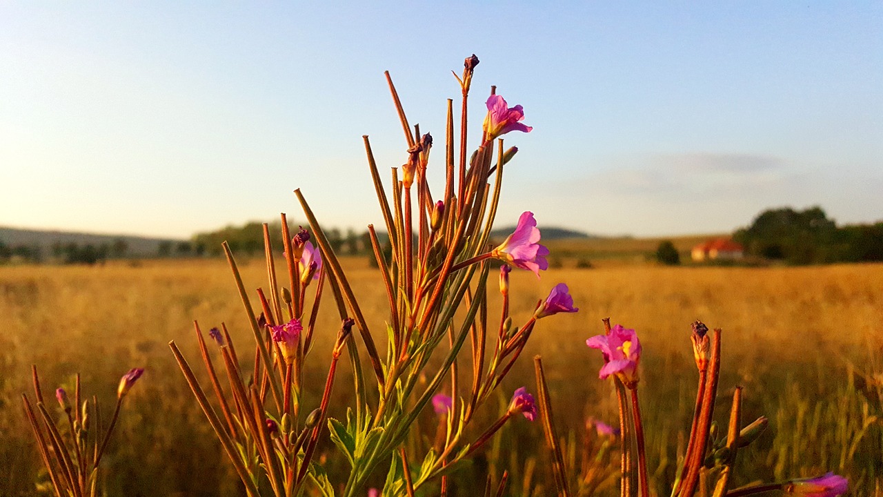 village poland nature free photo