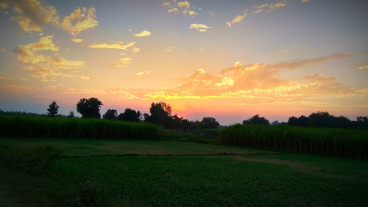 village landscape tree free photo