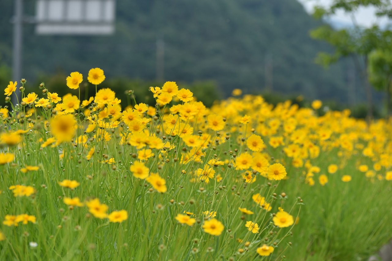 village  flowers  summer free photo