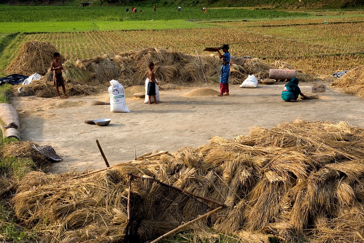 village  women  working free photo