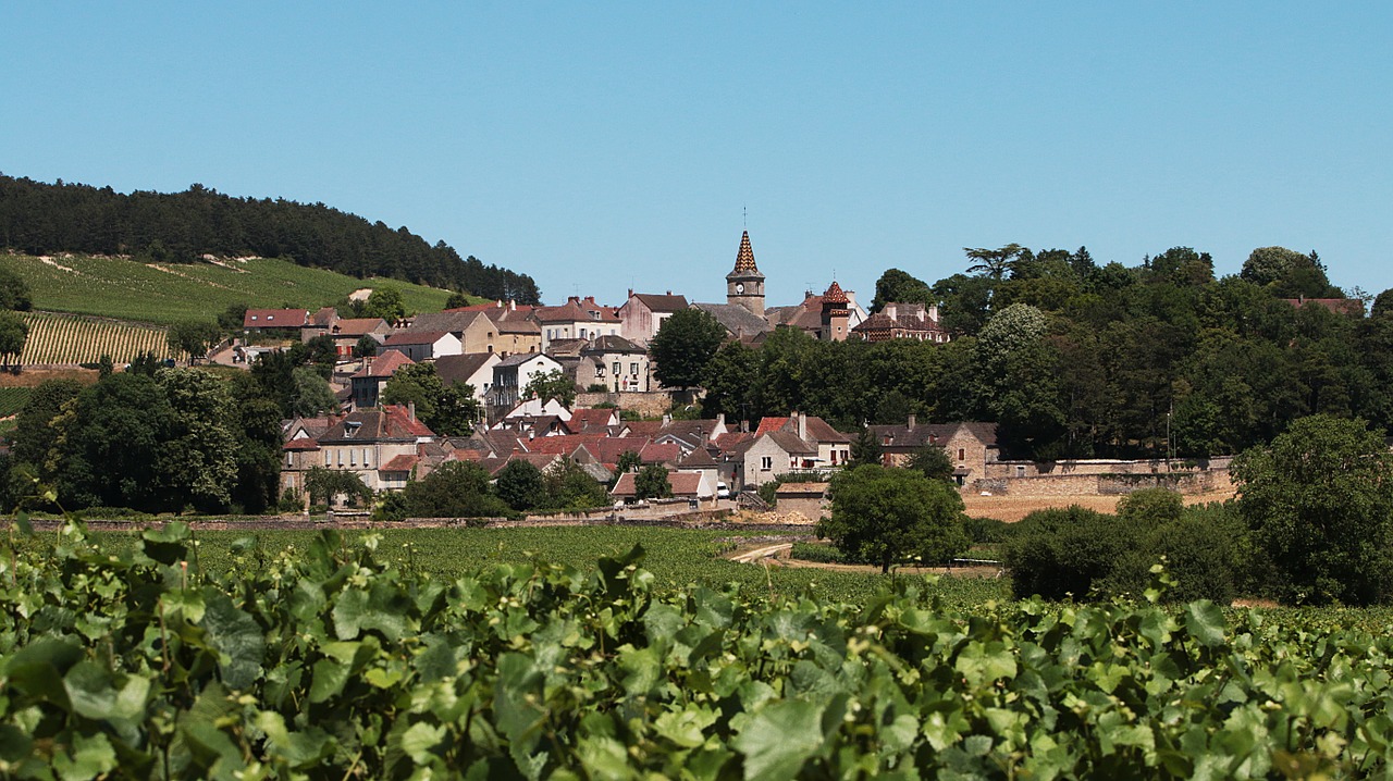 village burgundy vines free photo