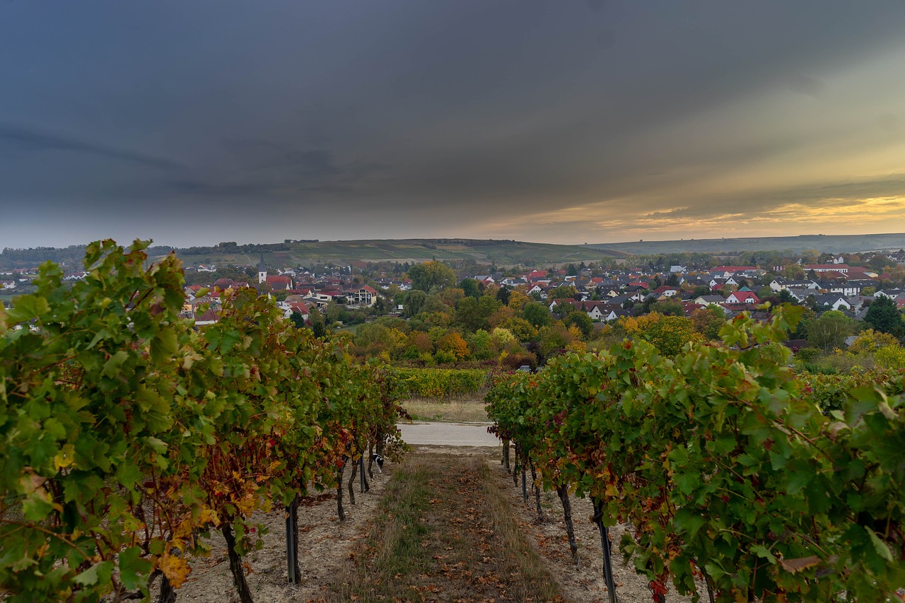 village  vineyards  landscape free photo