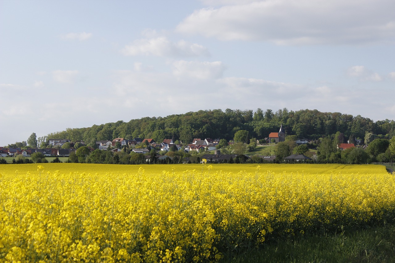 village  summer  oilseed rape free photo