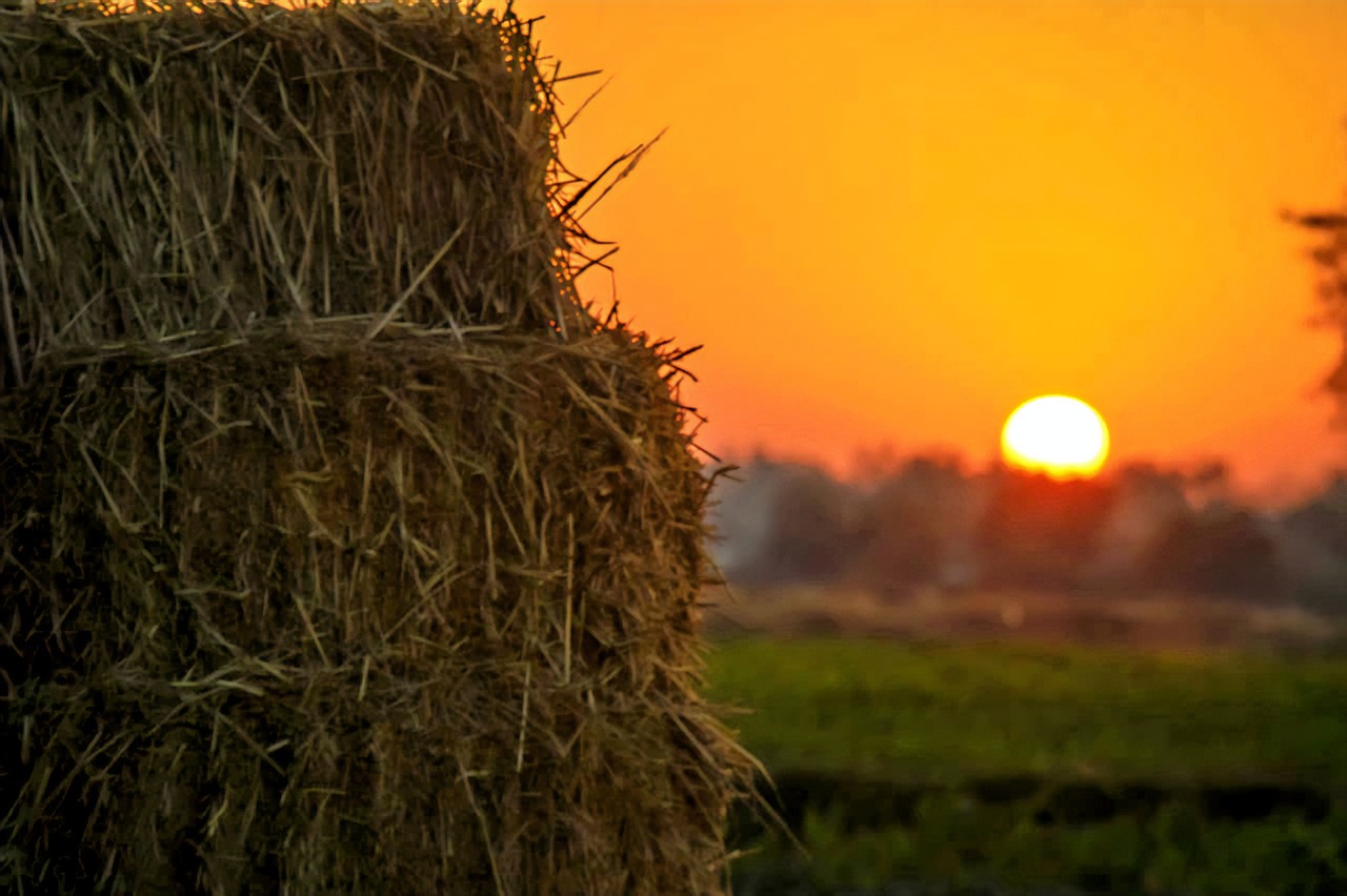 village  hay  agriculture free photo