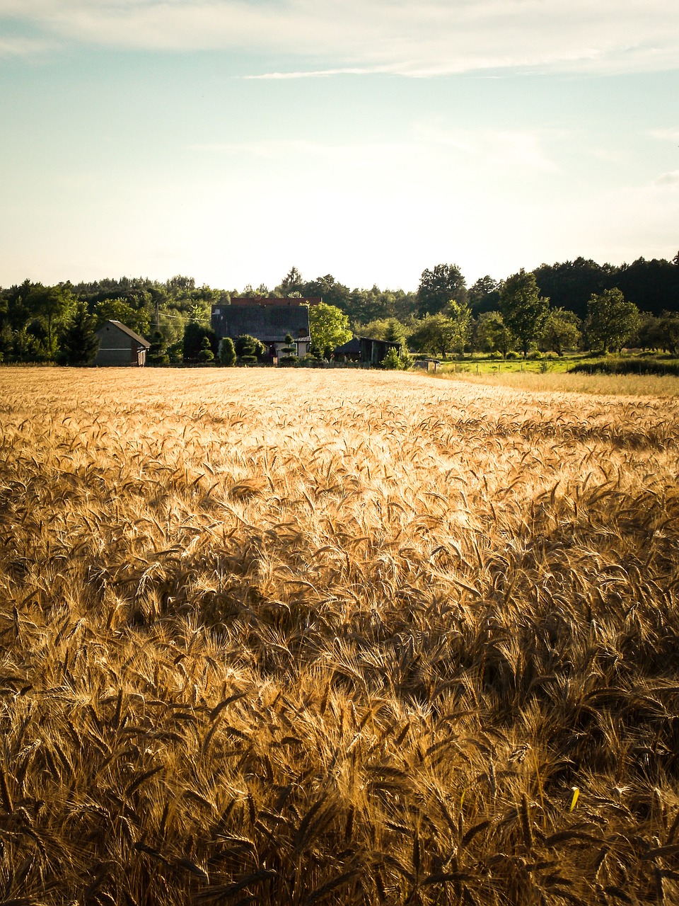 village corn landscape free photo