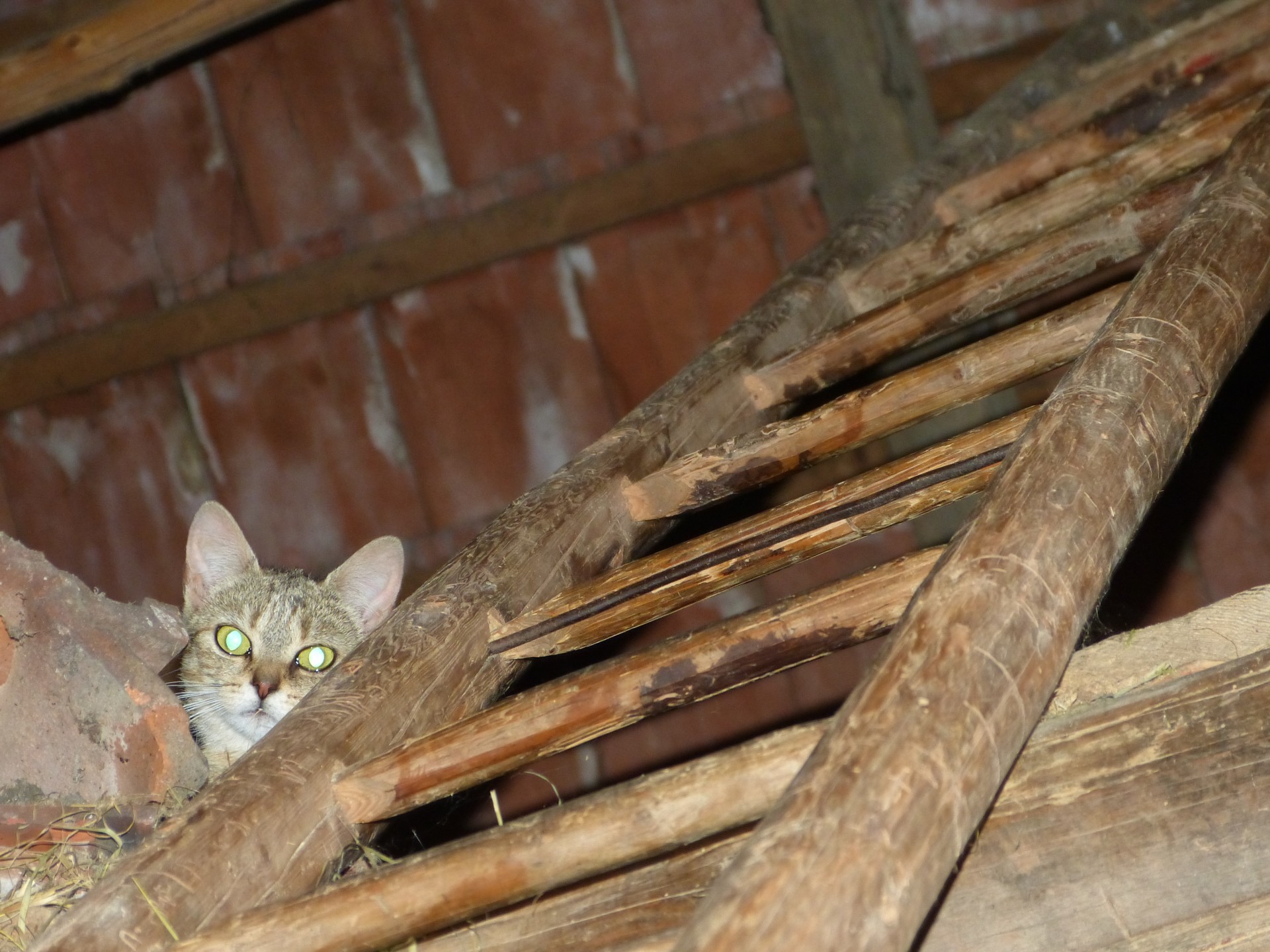 cat attic ladder free photo