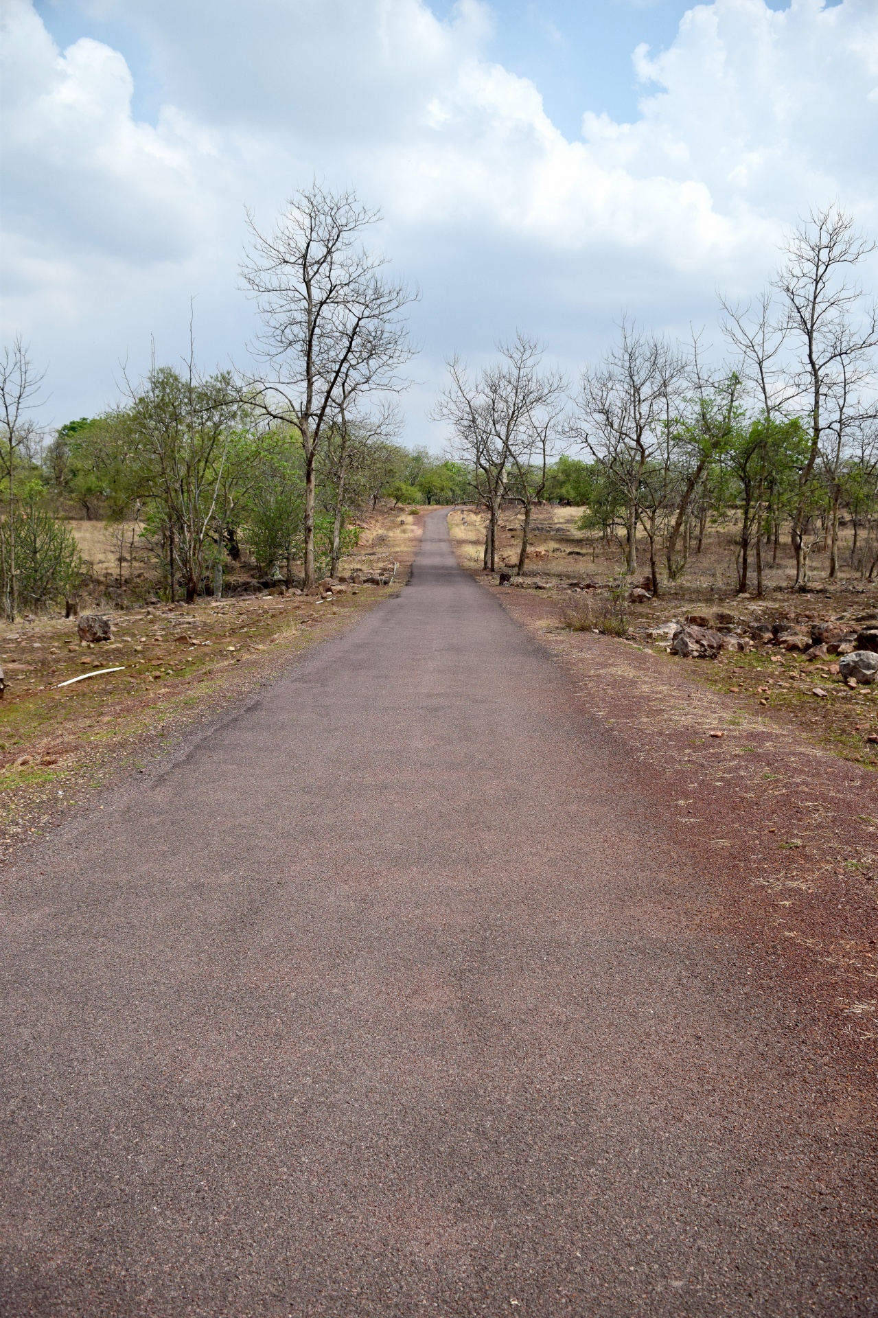 road path trees free photo