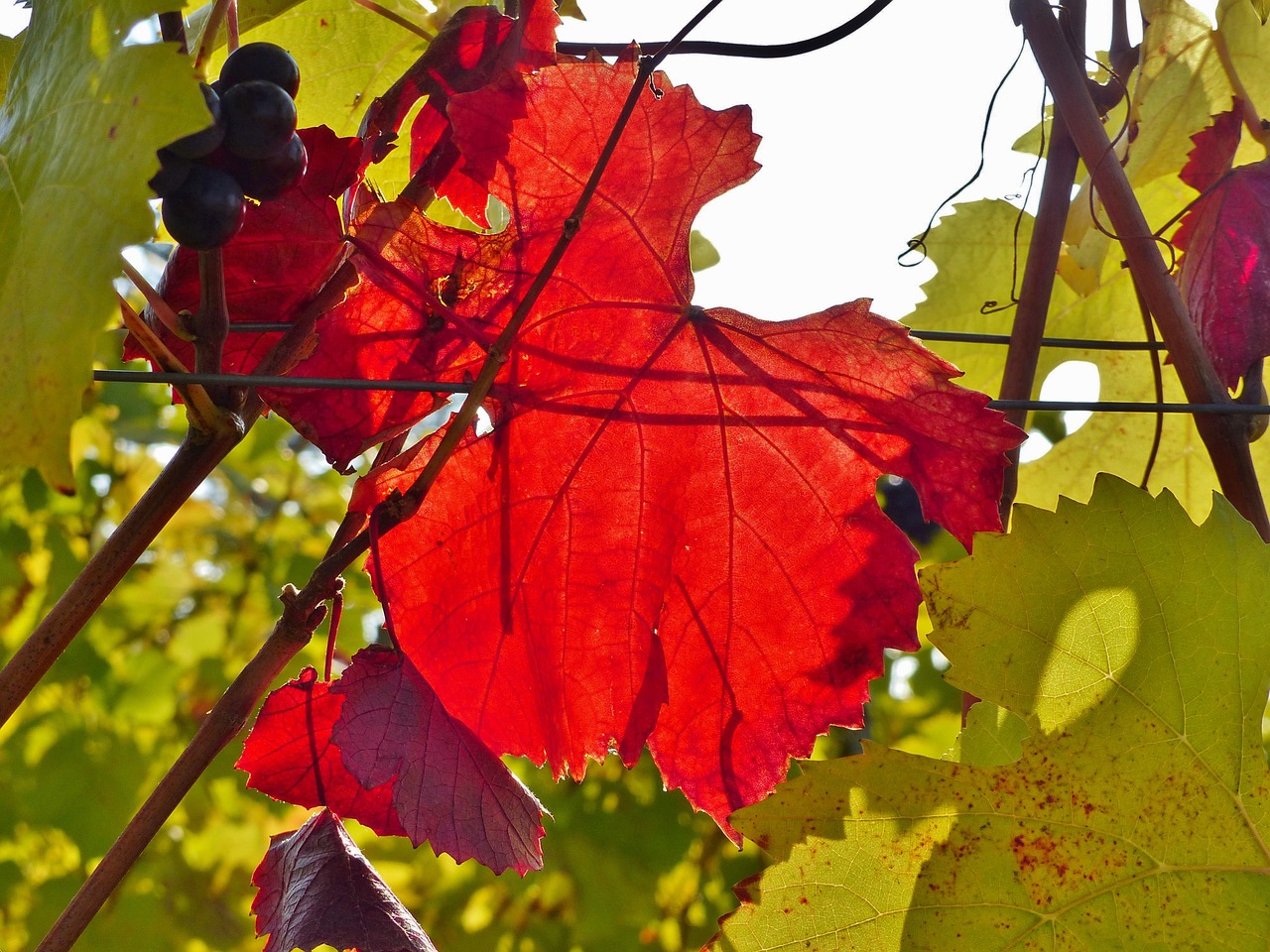 vine autumn red free photo