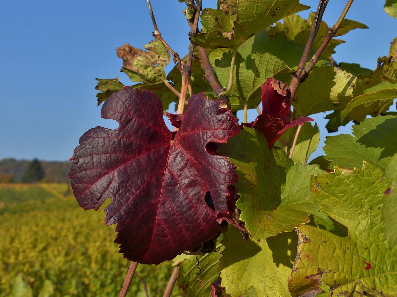 vine autumn red free photo