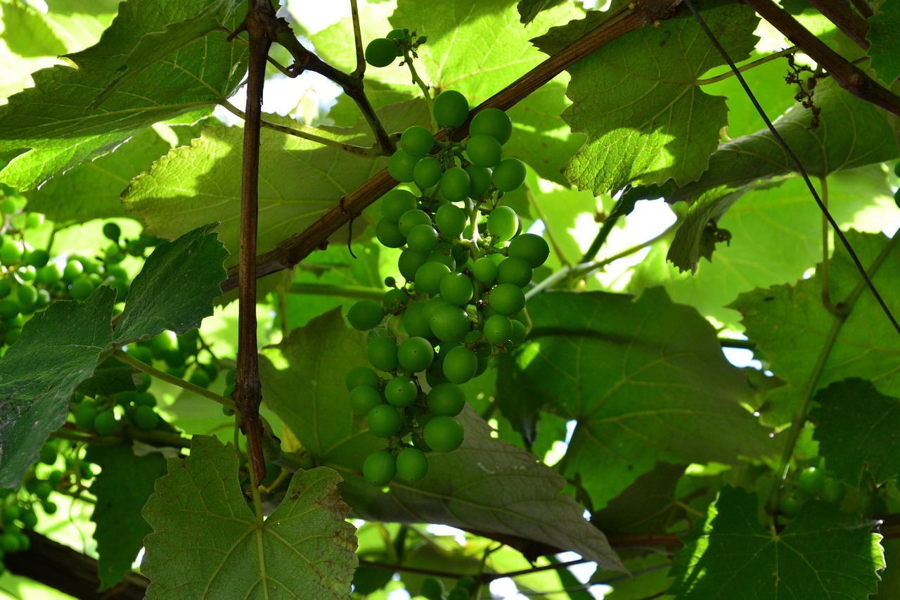 vine grapes green free photo