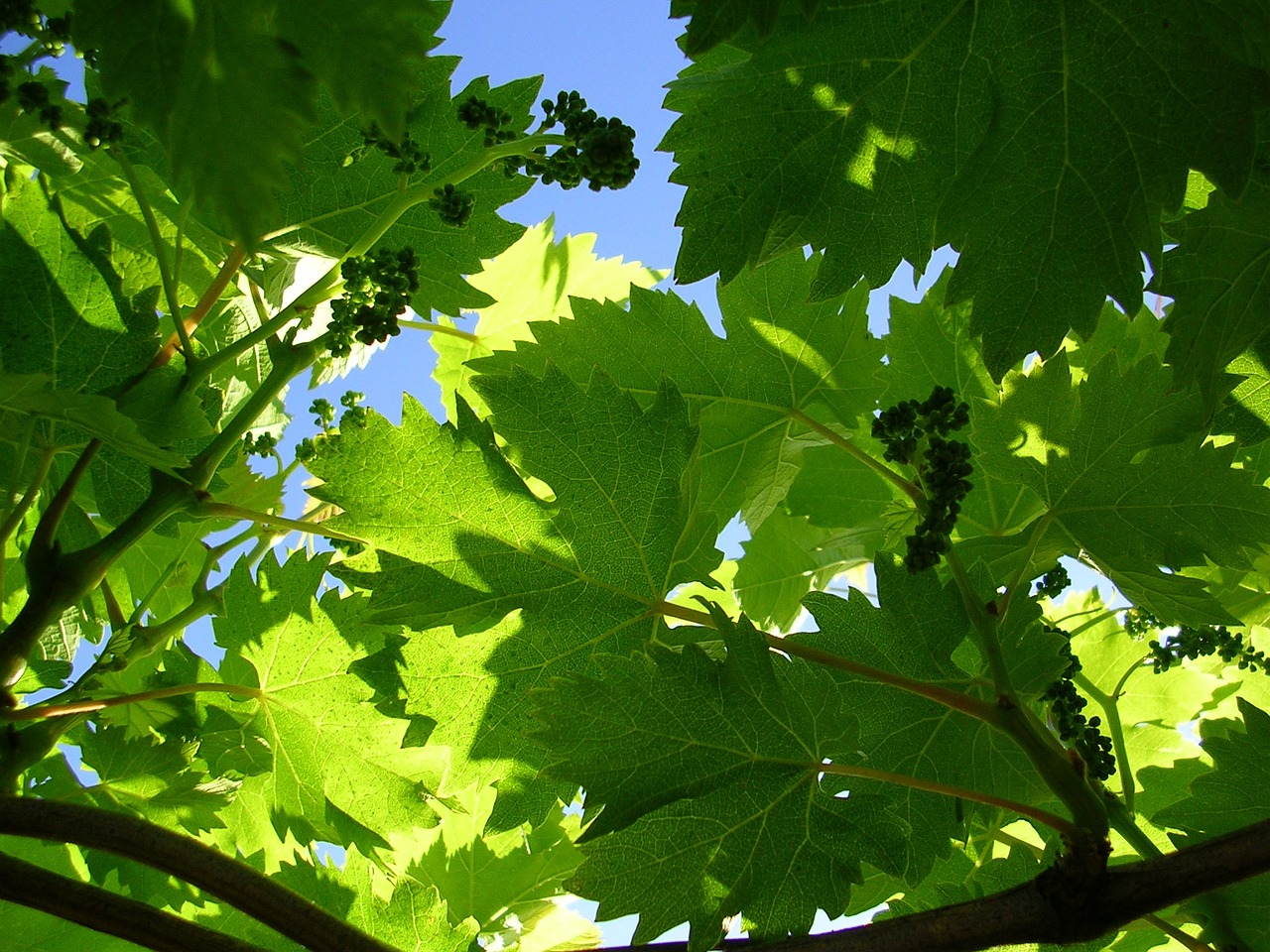 vine grape green free photo