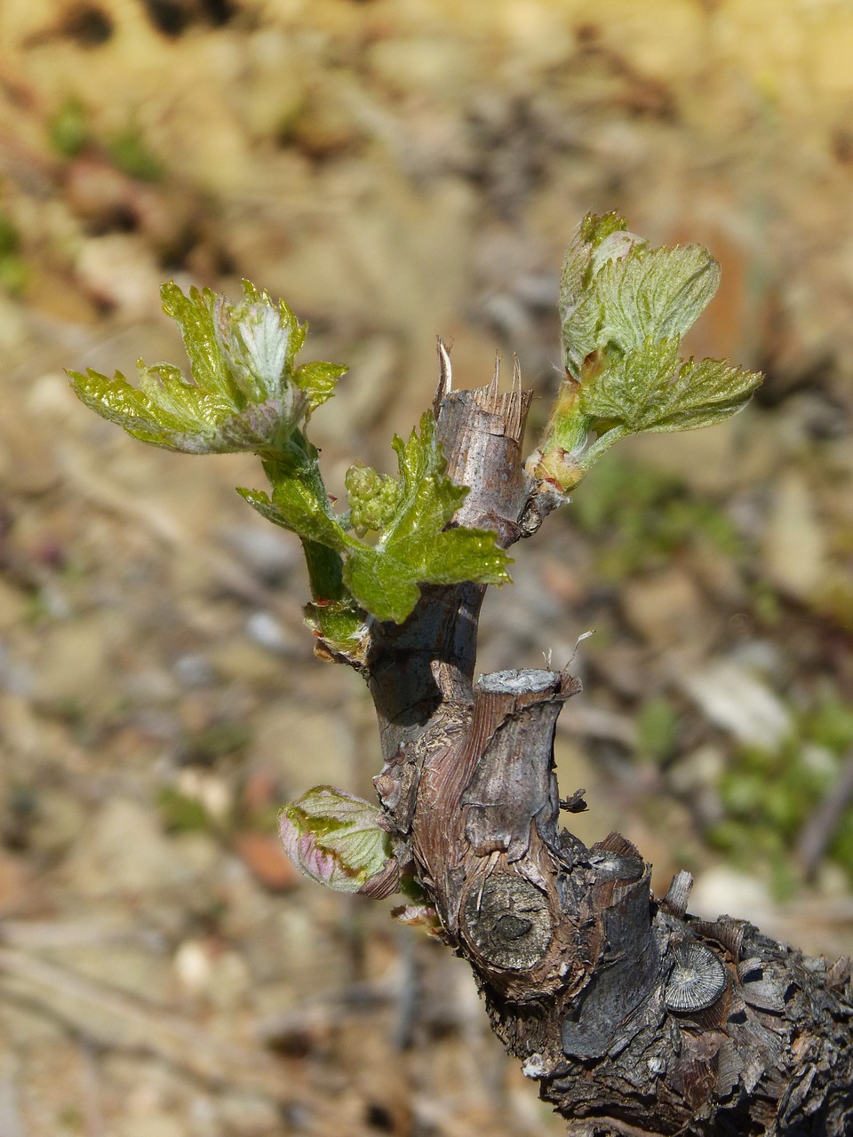 vine vineyard outbreak free photo