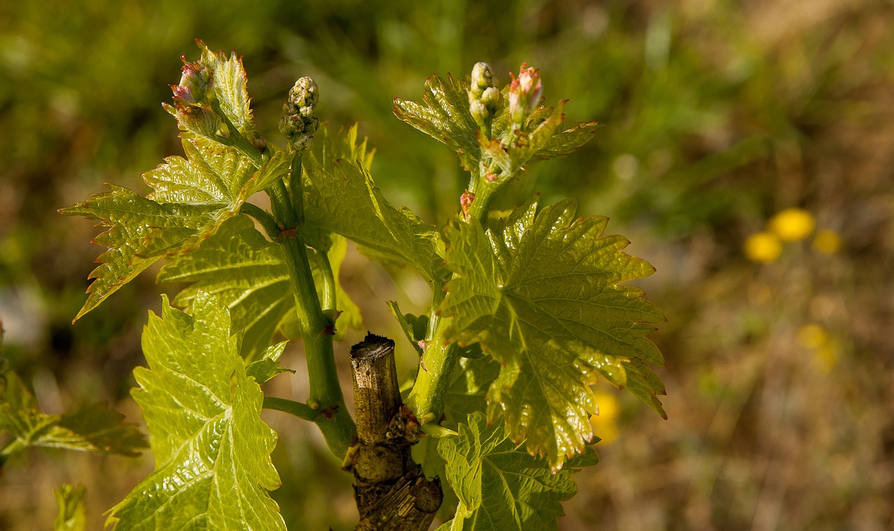 vine vineyard leaves free photo