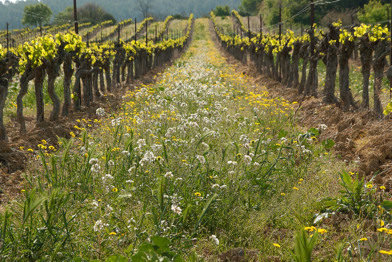 vine vineyard culture free photo