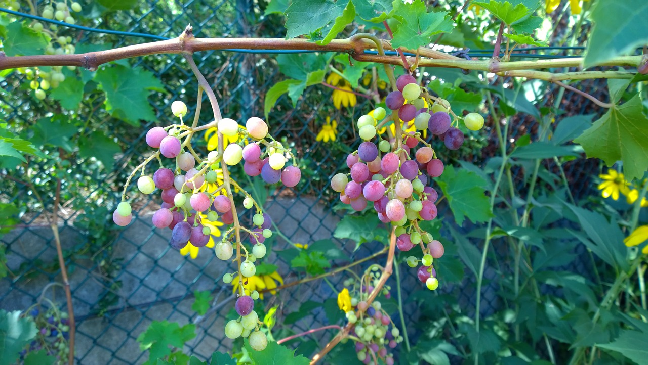 vine grape cluster free photo