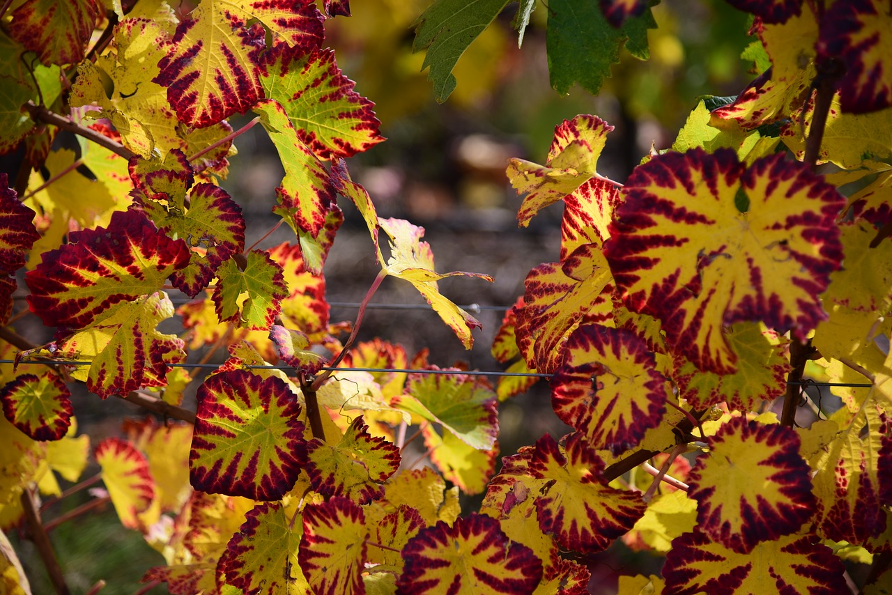 vine autumn vine leaf free photo