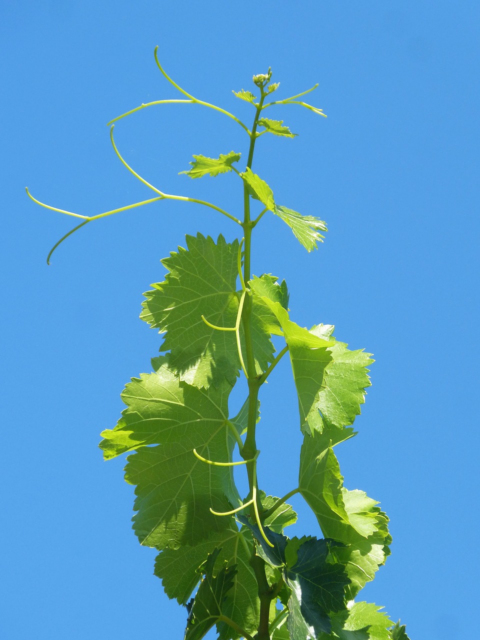 vine outbreak fig leaf free photo