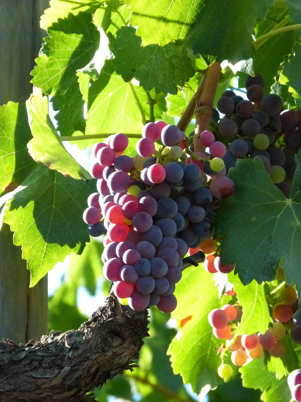 vine grapes maturation free photo